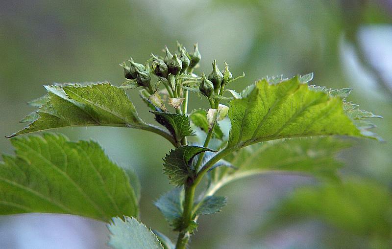 Изображение особи Crataegus sanguinea.