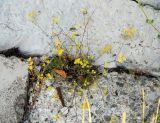 Bupleurum karglii
