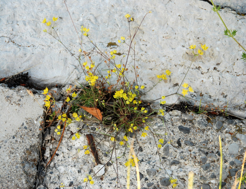 Image of Bupleurum karglii specimen.