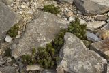 Sedum sediforme