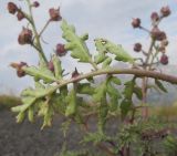 Scrophularia ruprechtii. Лист (вид с нижней стороны).Адыгея, Кавказский биосферный заповедник, гора Гузерипль, осыпной склон из ожелезнённого слабокарбонатного песчаника с обломками сидерита., ≈ 2150 м н.у.м. 26.07.2015.