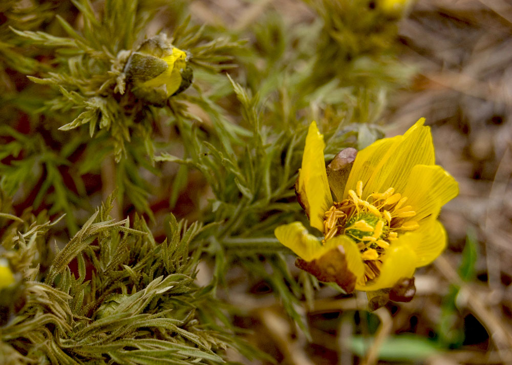 Image of Adonis volgensis specimen.