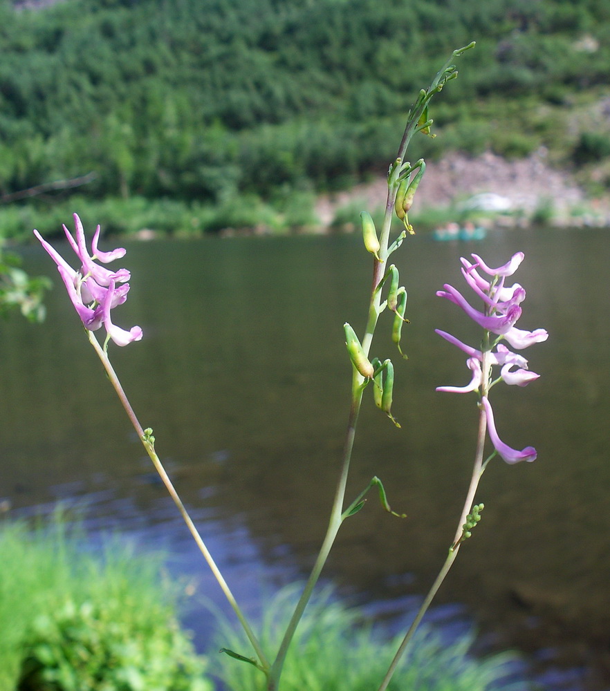 Image of Corydalis gigantea specimen.