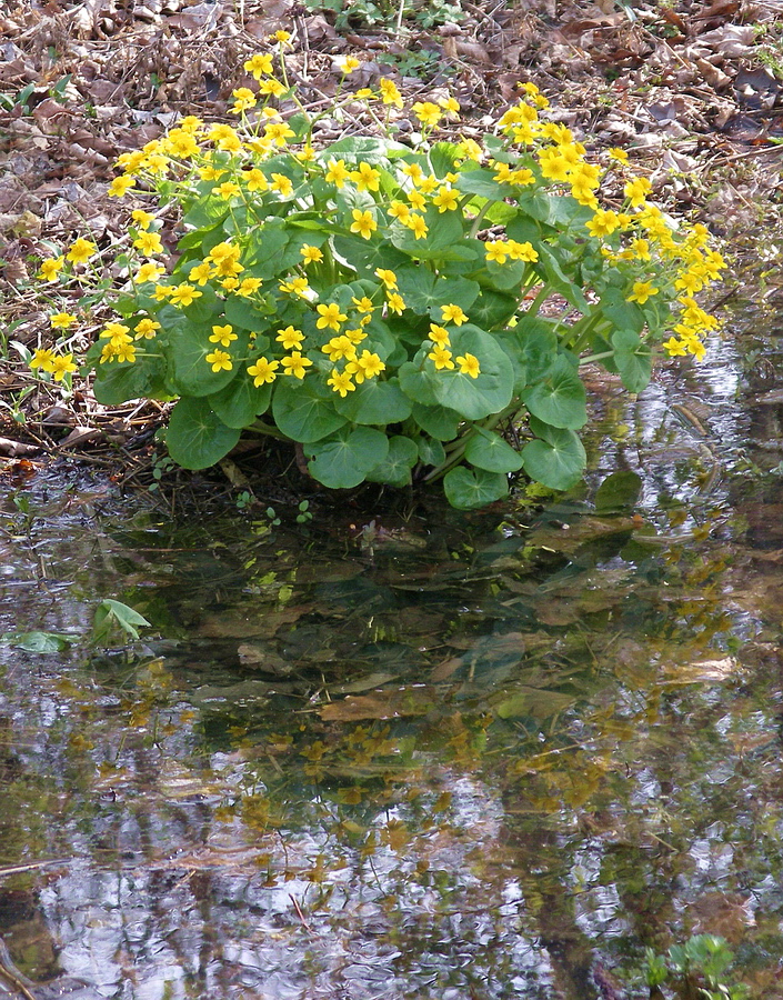 Image of Caltha silvestris specimen.