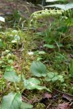 Orthilia secunda. Цветущее растение. Свердловская обл., окр. г. Североуральск, сосняк. 16.07.2008.