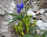 Muscari armeniacum. Цветущее растение в сообществе с круциатой (жёлтая). Краснодарский край, Туапсинский р-н, долина р. Каменистая - притока р. Джубга. 02.04.2016.