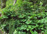 Schizophragma hydrangeoides