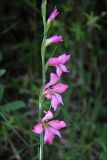 Gladiolus italicus