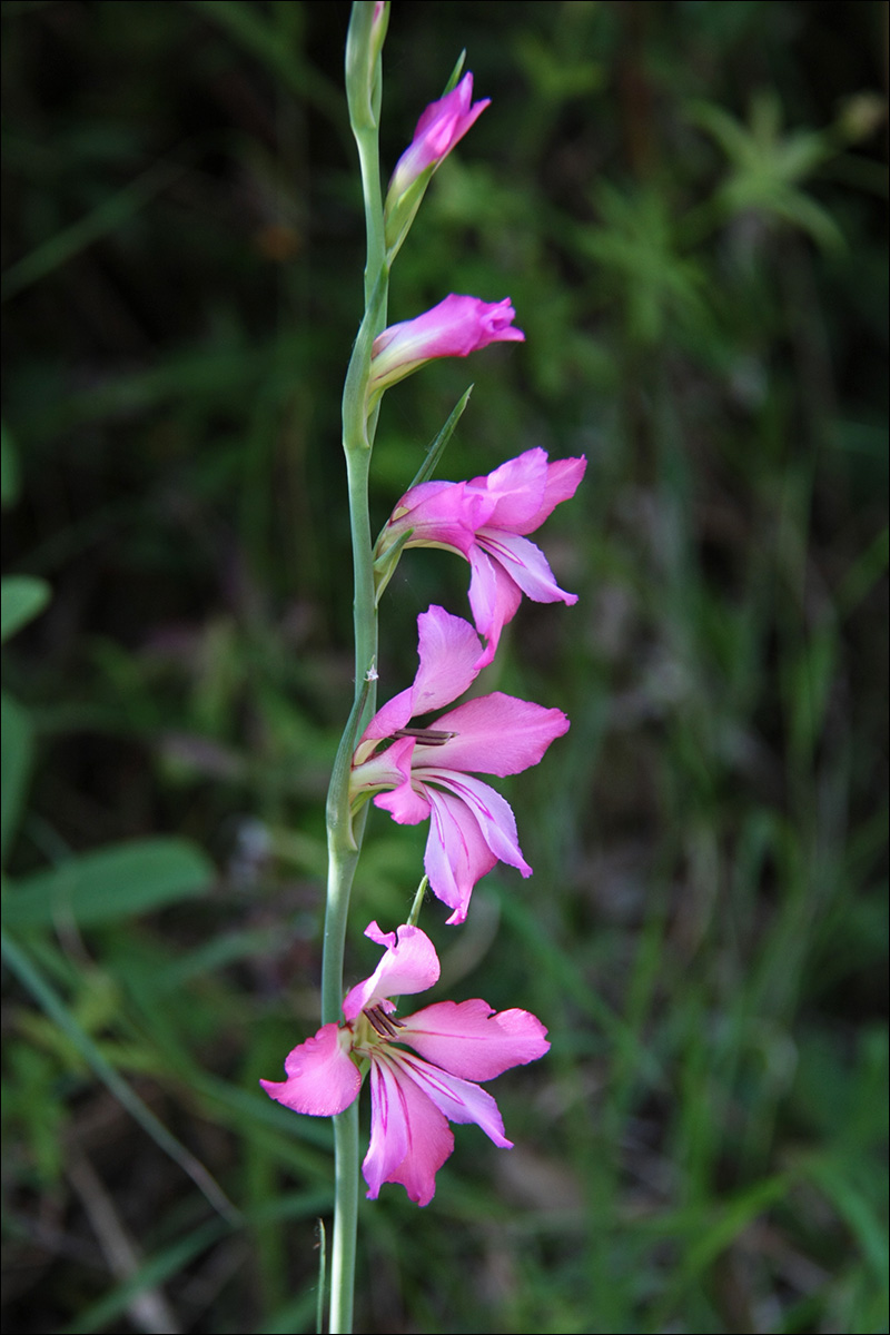 Image of Gladiolus italicus specimen.