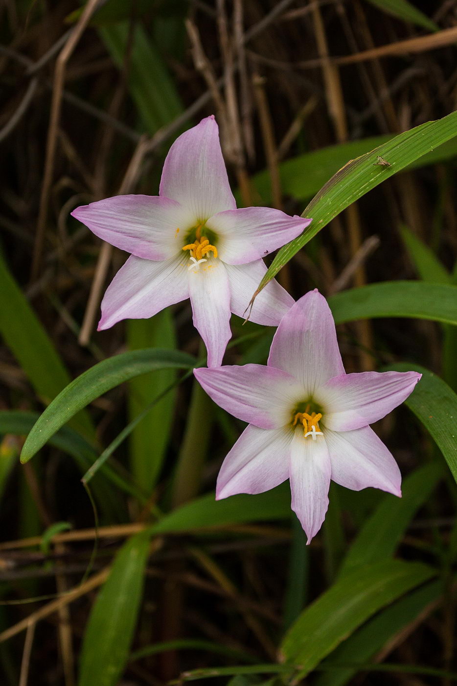 Image of familia Amaryllidaceae specimen.