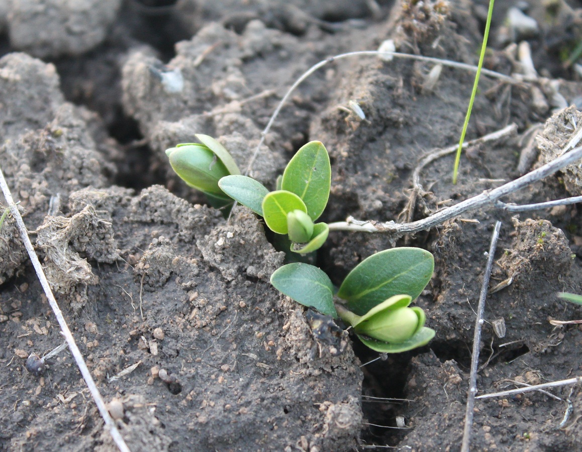 Изображение особи Vinca herbacea.