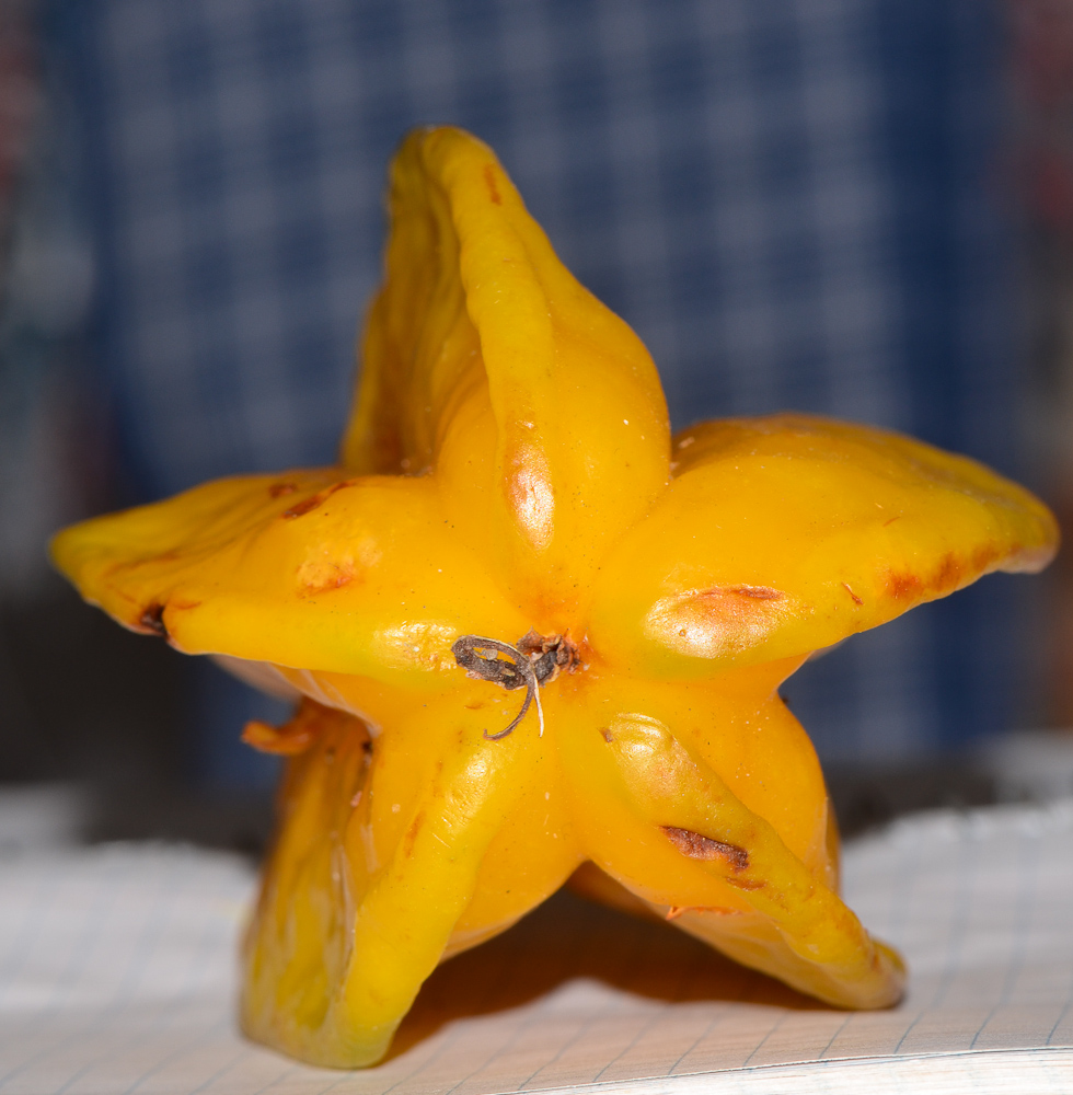 Image of Averrhoa carambola specimen.