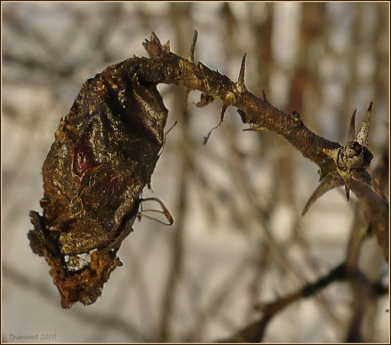 Image of Rosa dumalis specimen.
