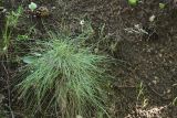 Festuca valesiaca