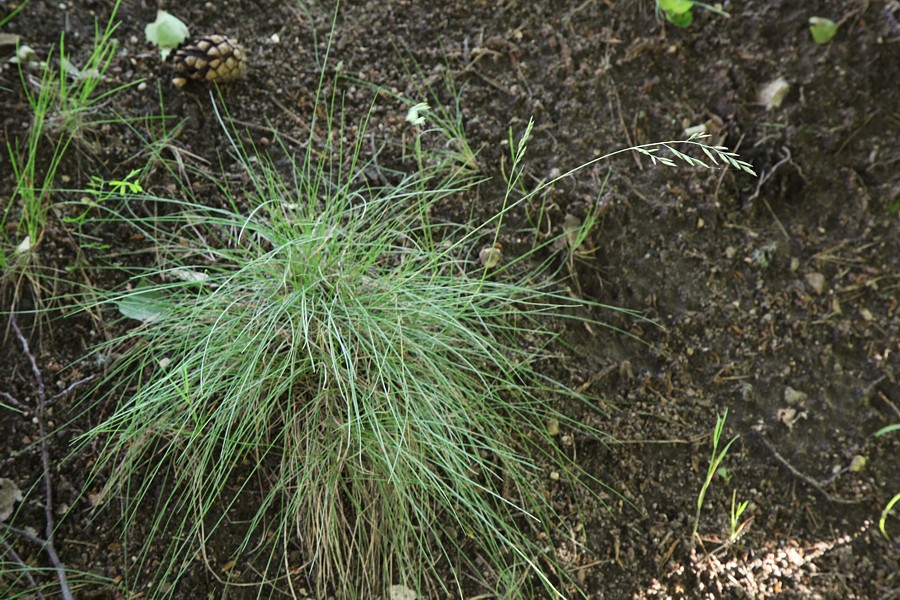 Изображение особи Festuca valesiaca.