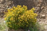 Hypericum empetrifolium