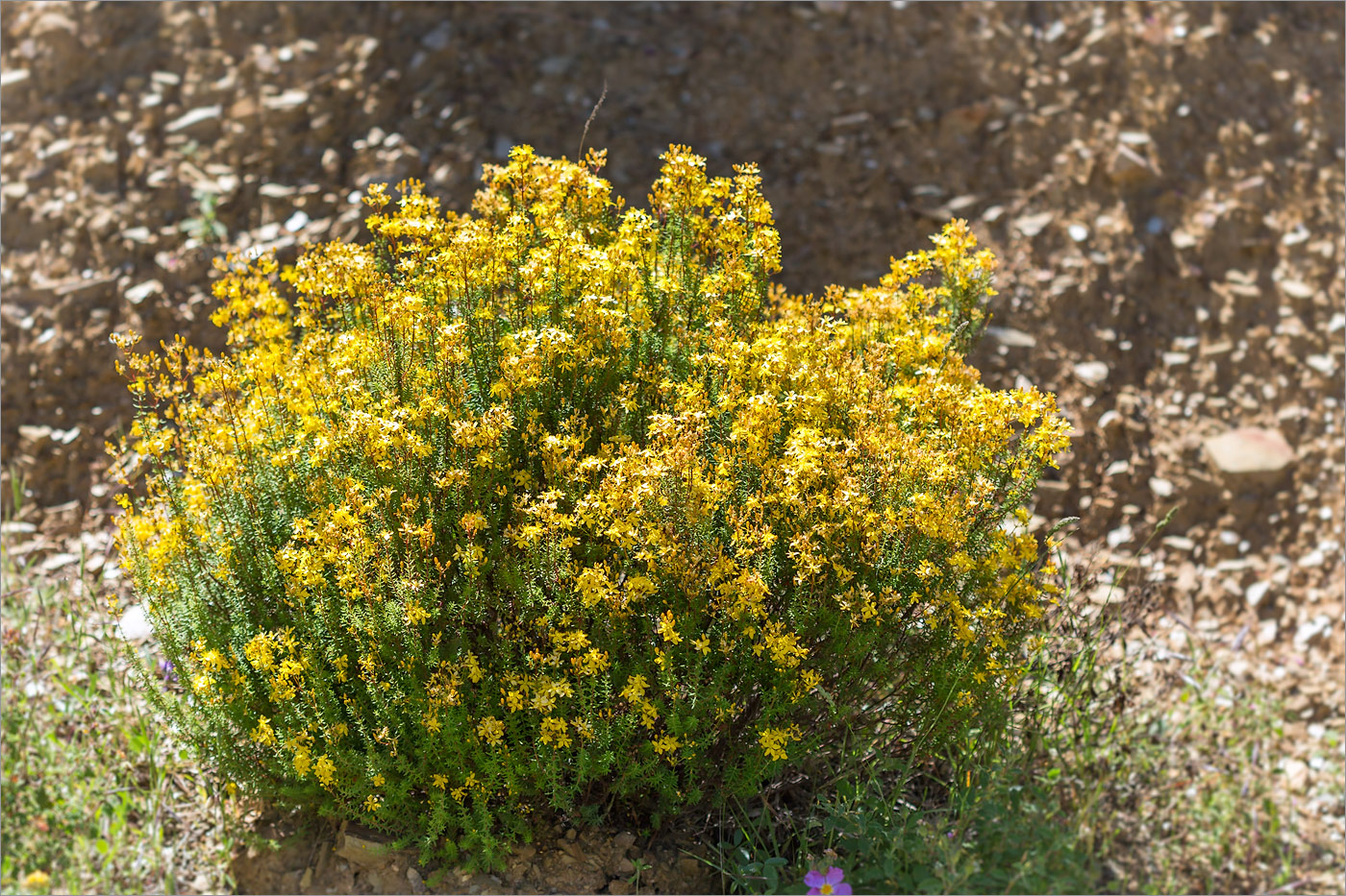 Изображение особи Hypericum empetrifolium.
