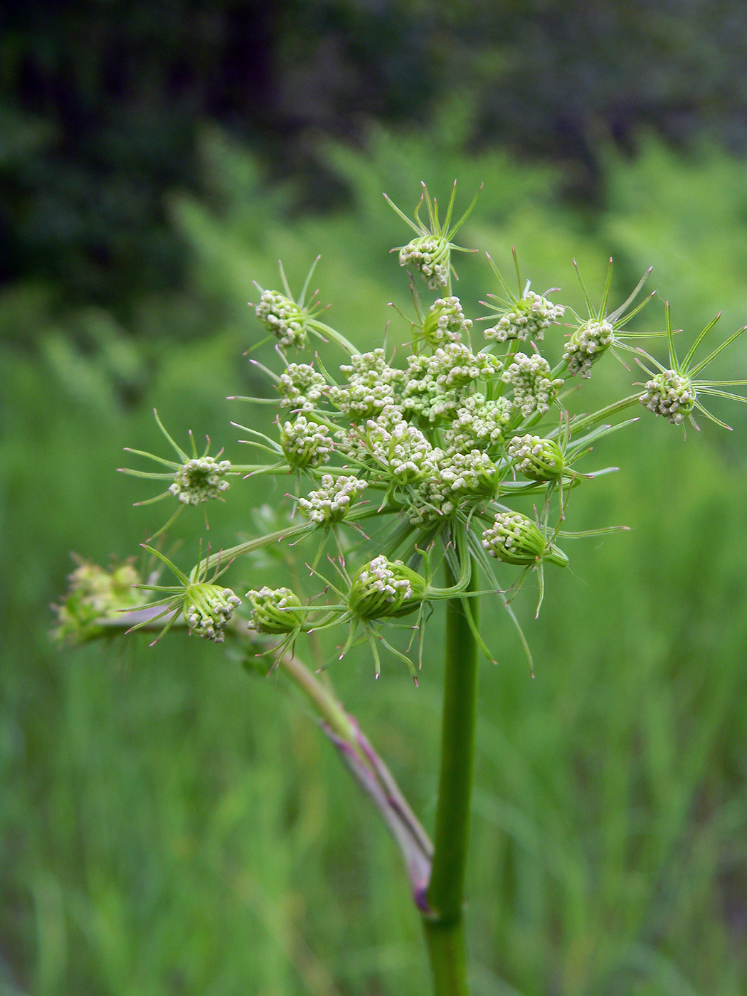 Изображение особи Peucedanum oreoselinum.