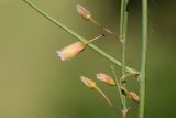 Asparagus officinalis. Часть стебля с цветками. Татарстан, Нижнекамский р-н, окр. дер. Благодатная, лесостепной участок с чередованием степи и перелесков с преобладанием дуба, открытый участок. 5 июня 2016 г.