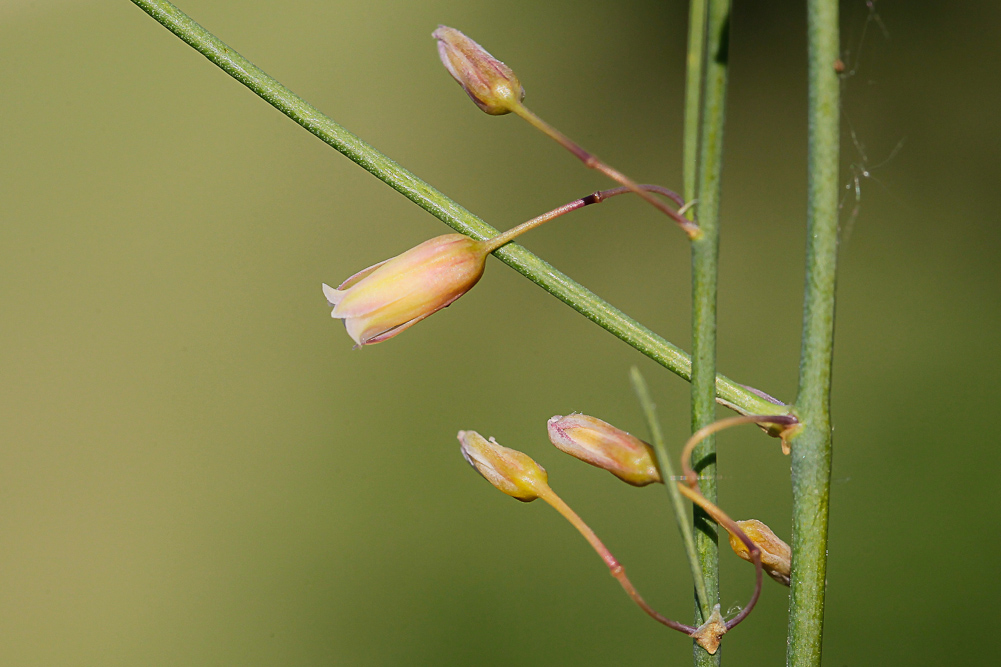 Изображение особи Asparagus officinalis.