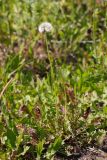 род Taraxacum