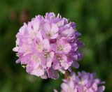 Armeria vulgaris