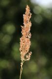 Image of taxon representative. Author is Пётр Шеенко