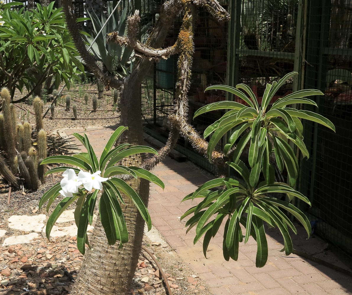 Изображение особи Pachypodium lamerei.