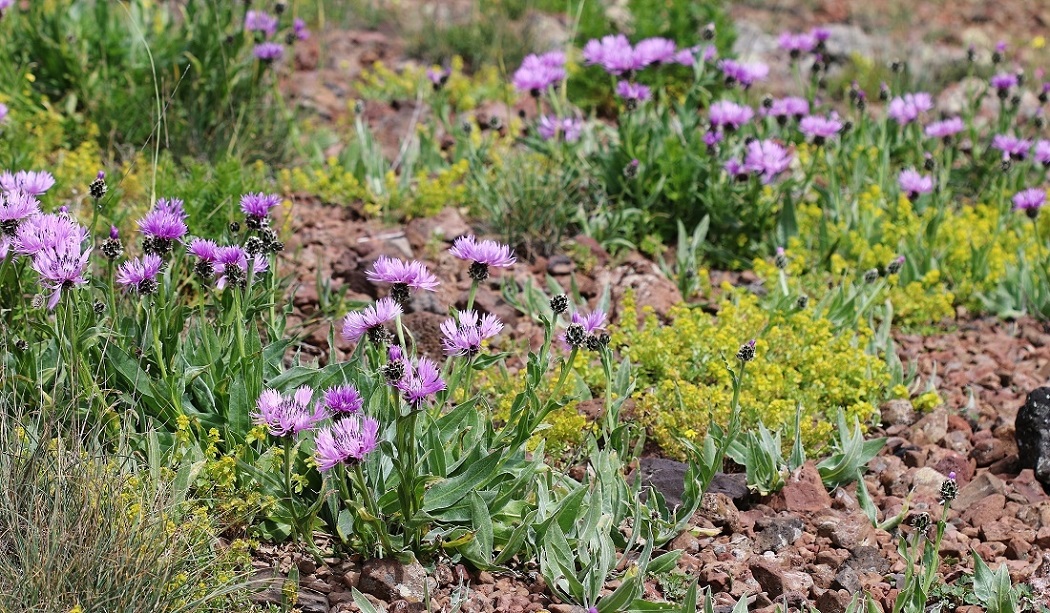 Image of Centaurea cheiranthifolia var. purpurascens specimen.