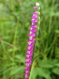 Spiranthes australis