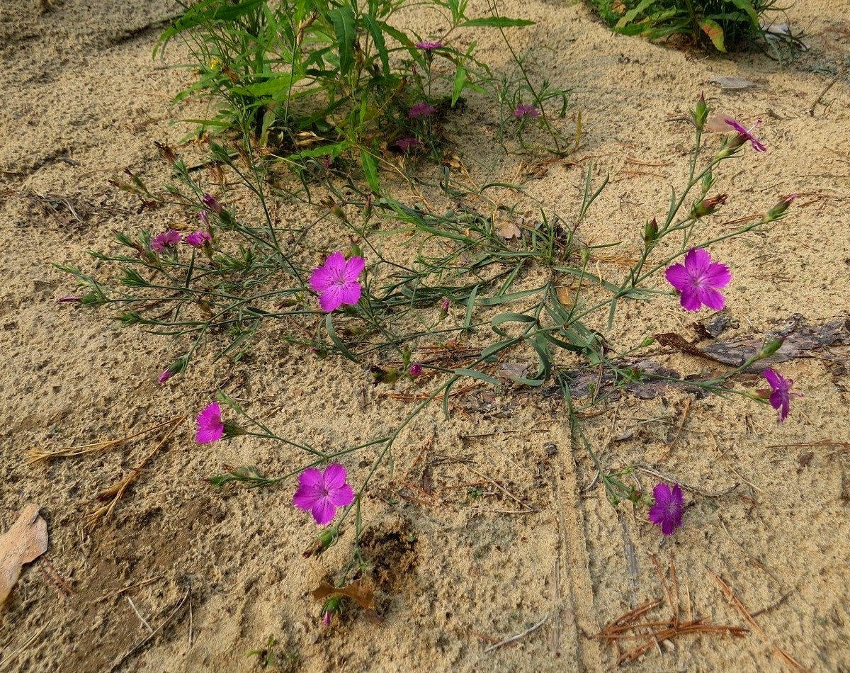 Image of Dianthus versicolor specimen.