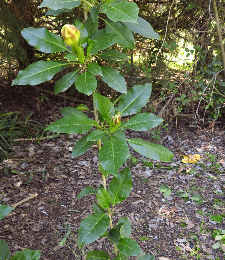 Image of Solandra maxima specimen.