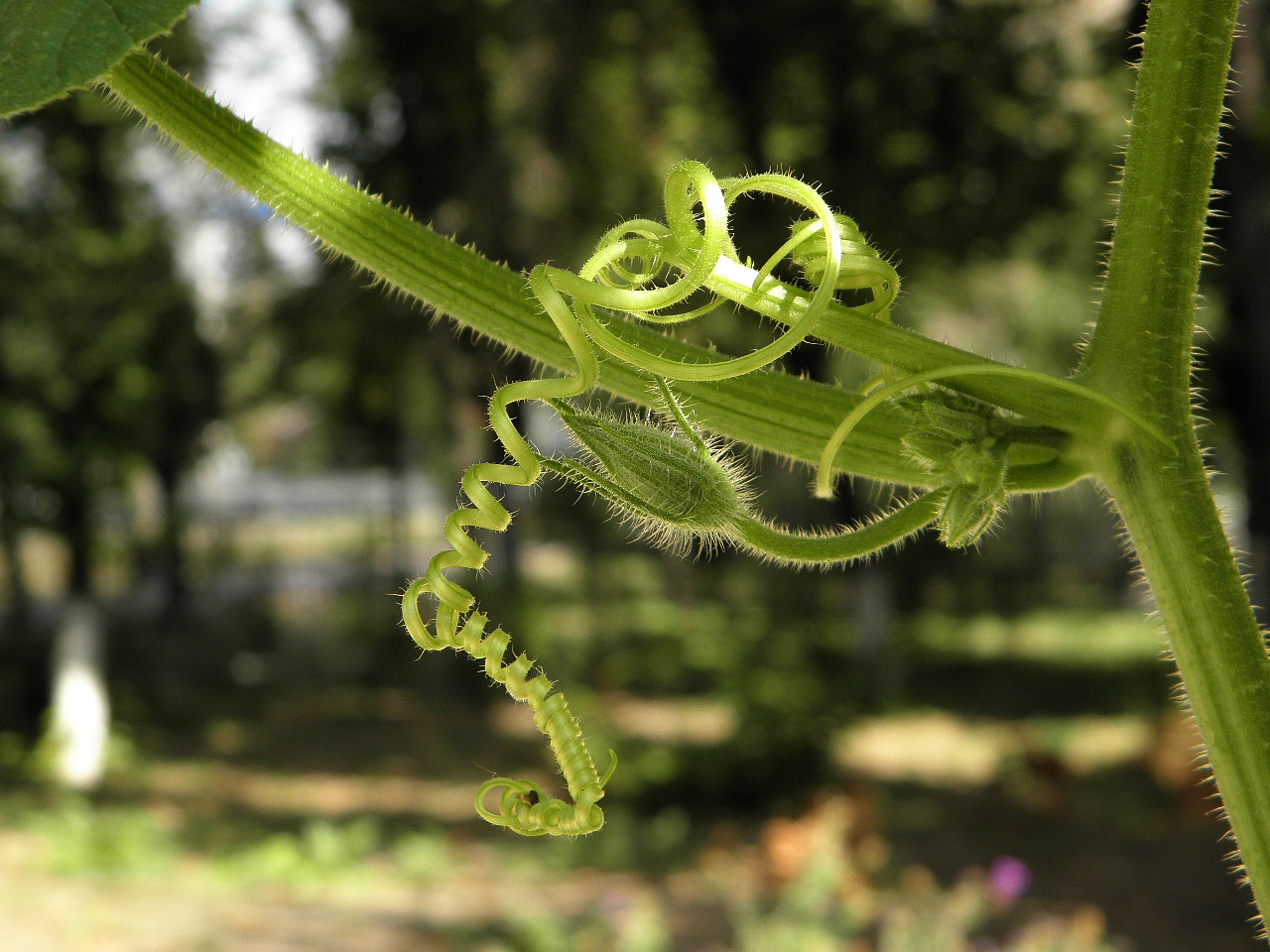 Изображение особи Cucurbita maxima ssp. turbaniformis.