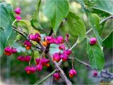 Euonymus europaeus. Часть ветви плодоносящего растения. Украина, Ивано-Франковская обл., Болеховский горсовет, Поляницкий региональный ландшафтный парк. 10.09.2016.