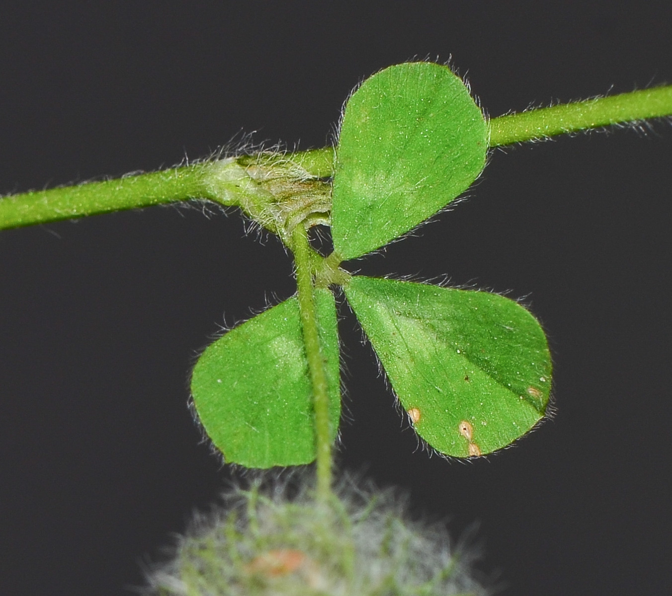 Изображение особи Trifolium pilulare.