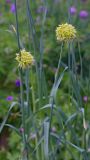 Allium obliquum