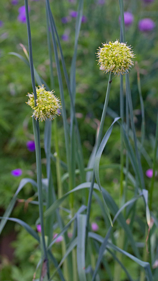 Изображение особи Allium obliquum.