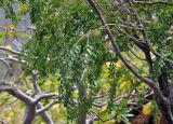 Maerua angolensis. Часть ветви вегетирующего дерева. Йемен, о. Сокотра, плато Моми, окр. пещеры Хок, на скалах. 02.01.2014.