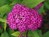 Spiraea japonica. Соцветие. Беларусь, Минская обл., Минский р-н, окр. агрогородка Ждановичи, территория санаториев, в культуре. 18.06.2016.