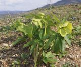 Helleborus cyclophyllus