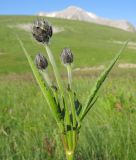 Cephalaria gigantea