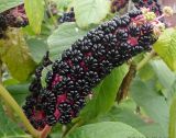 Phytolacca acinosa. Соплодие. Тверская обл., Весьегонский р-н, с. Чистая Дуброва, в культуре. 29 сентября 2012 г.