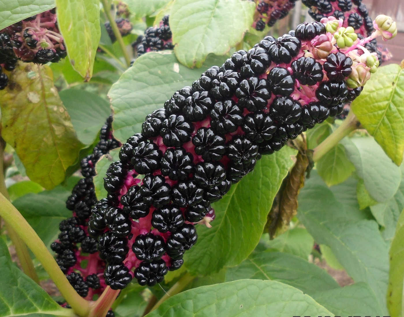 Изображение особи Phytolacca acinosa.