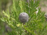 Isopogon anemonifolius. Верхушка побега с соплодием. Австралия, Новый Южный Уэльс, национальный парк \"Blue Mountains\" (\"Голубые Горы\"), эвкалиптовый лес. 04.04.2009.