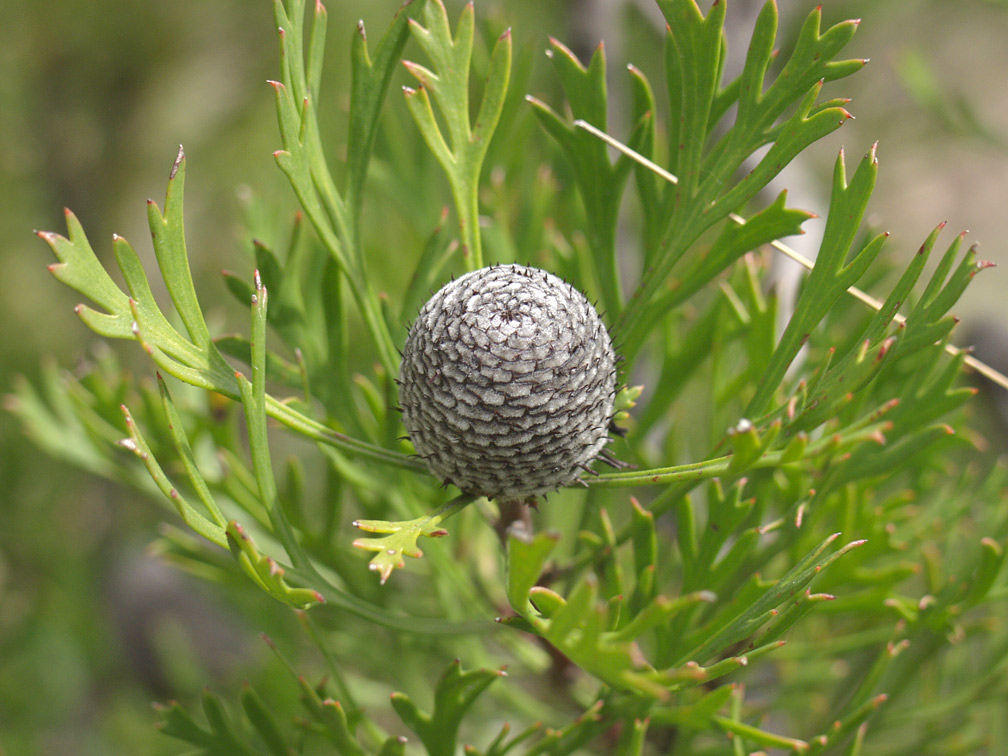 Изображение особи Isopogon anemonifolius.