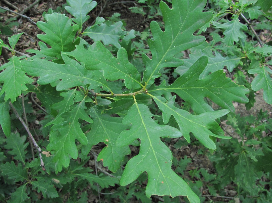 Изображение особи Quercus petraea.