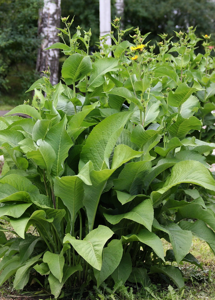 Изображение особи Inula helenium.