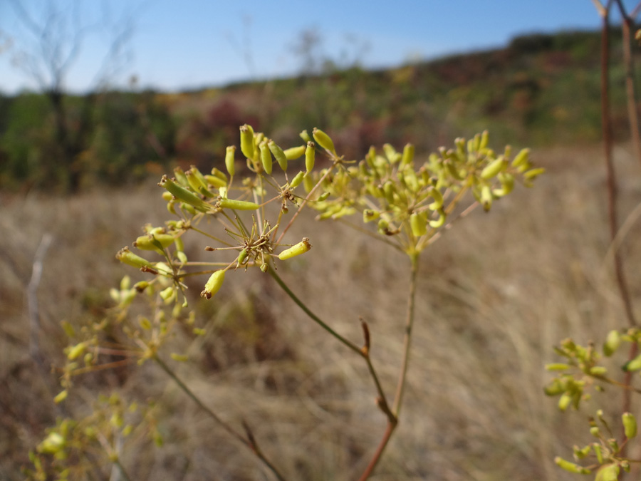 Image of Peucedanum ruthenicum specimen.