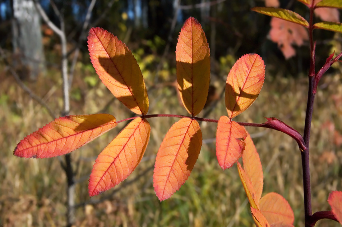 Image of Rosa cinnamomea specimen.