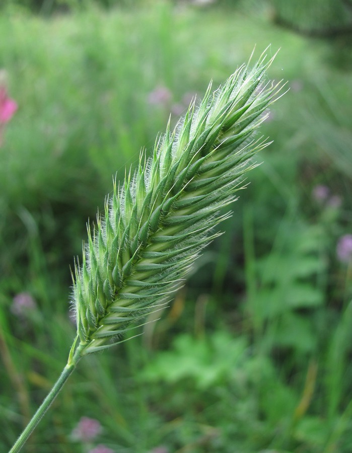 Изображение особи Agropyron pectinatum.